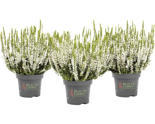 Tři rostliny vřesu v květináči