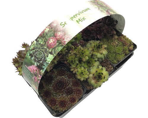 Netřesk mix v květináči