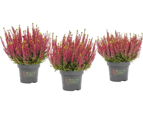 Tři rostliny vřesu v květináči