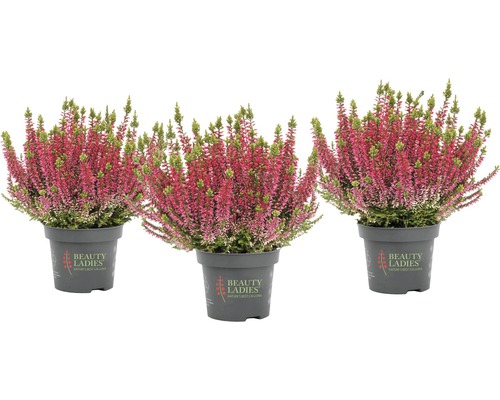 Tři vřesy obecné v květináči