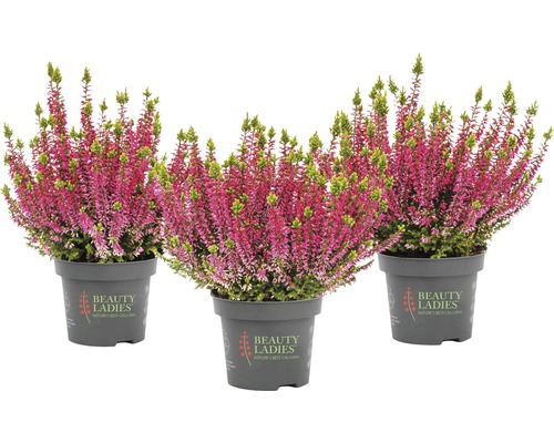 Tři rostliny vřesu Erica v květináči