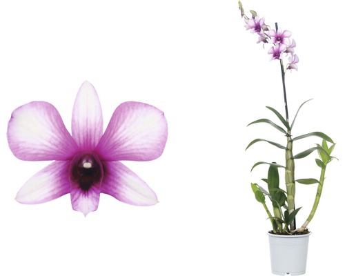 Rostlina Dendrobium v květináči s květem v detailu
