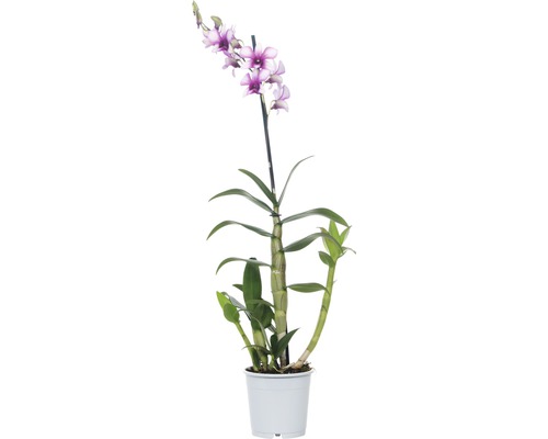 Orchidej FloraSelf Dendrodium Hybride 'Polar Fire' 12kový květináč bílo-růžová