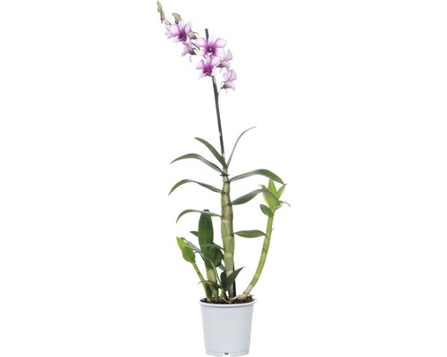 Orchidej FloraSelf Dendrodium Hybride 'Polar Fire' 12kový květináč bílo-růžová Orchidej v květináči s fialovo-bílými květy