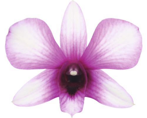 Detail fialovo-bílé květu orchideje