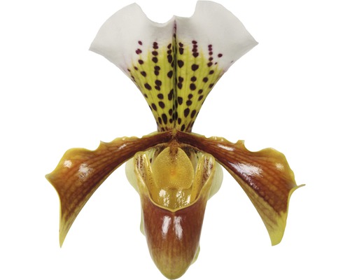 Orchidej FloraSelf Paphiopedilum hybrid 'USA' 35-45 cm květináč Ø 12 cm 1 lata Samostatný květ papučky