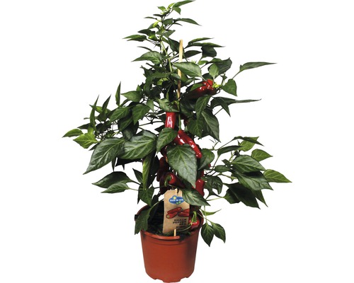 Paprika keříčková v květináči s opěrnou tyčí