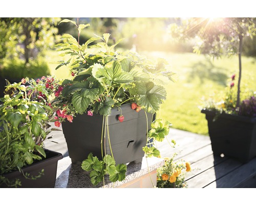 Květináč s jahodníky a jinými rostlinami na terase.