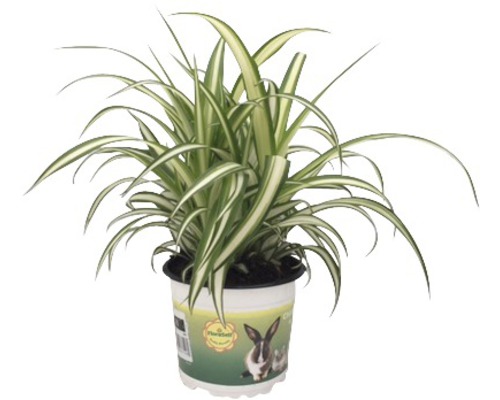 Zelenec chocholatý PetSnack FloraSelf Chlorophytum comosum 20-25 cm květináč Ø 12 cm