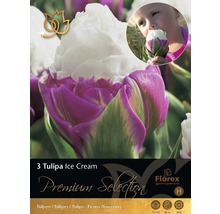 Tulipány Premium 'Ice Cream' 3 ks