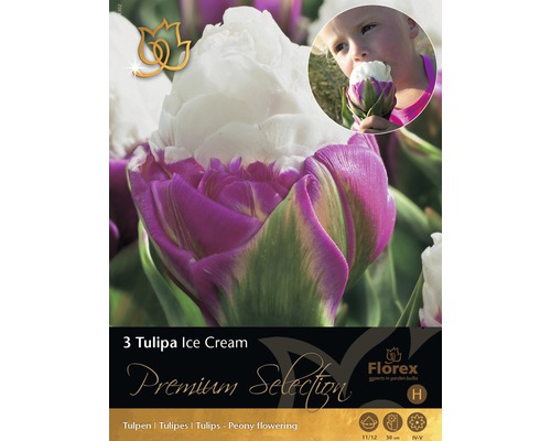 Tulipány Premium 'Ice Cream' 3 ks