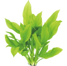 Akvarijní rostlina s širokými zelenými listy