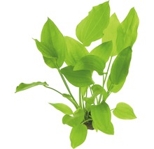 Akvarijní rostlina se zelenými listy