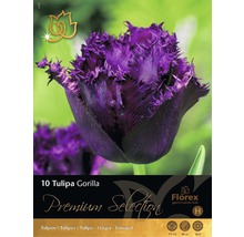Tulipány 'Gorilla' Premium 10 ks