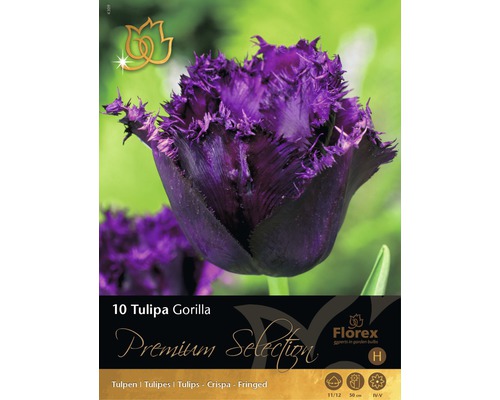 Tulipány 'Gorilla' Premium 10 ks