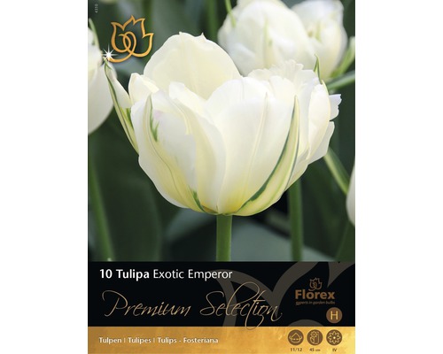 Tulipány Premium 'Exotic Emperor' krémové 10 ks