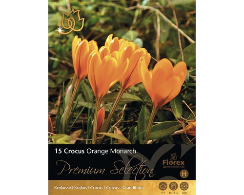 Krokusy 'Orange Monarch' Premium 15 ks