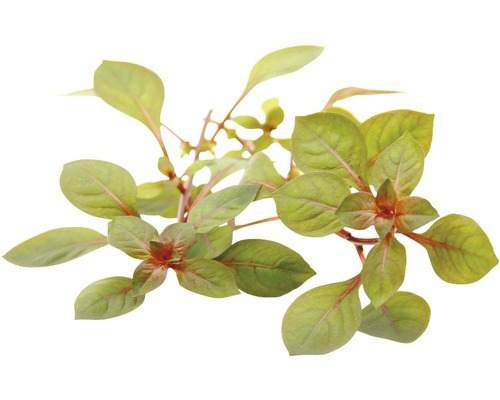 Vodní rostlina Ludwigia spec. Super Red Rostlina laskavce s listy