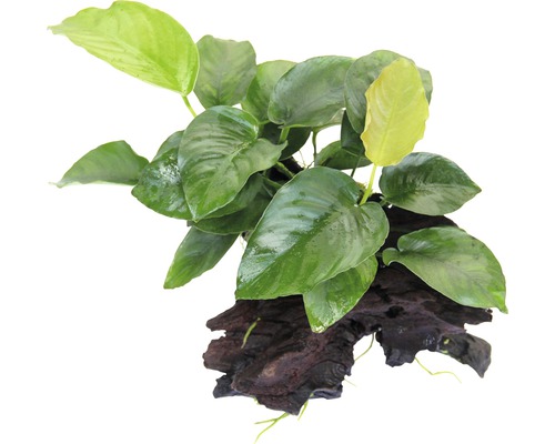 Anubias barteri na kořenu Akvarijní rostlina na kořenovém dřevě