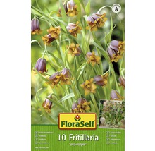 Balení deseti rostlin Fritillaria Uva-Vulpis