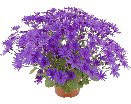 Květináč s cineráriemi