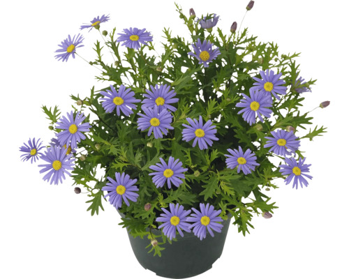 Květináč s modrými sedmikráskami