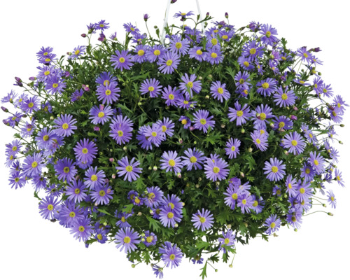 Všelicha, sedmikráska modrá Brachyscome květináč Ø 12 cm