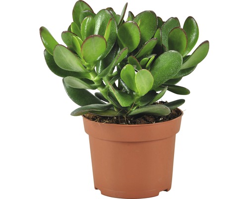 Tlustice vejčitá FloraSelf Crassula 'Magical Tree' výška cca 25 cm květináč Ø 12 cm