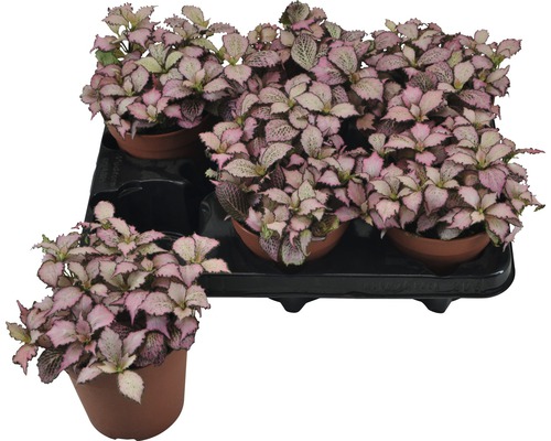 Fitónie Verschaffeltova FloraSelf Fittonia verschaffeltii 'Zalm Star' výška 12-19 cm květináč Ø 12 cm 1 ks