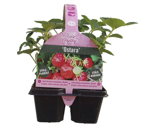 Sazenice jahody Ostara v květináči