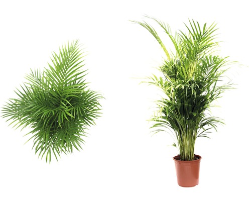 Chrysalidokarpus nažloutlý FloraSelf Dypsis lutescens 120-140 cm květináč Ø 24 cm Dvě rostliny Kentia, jedna v květináči a jedna shora