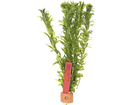 Vodní rostlina Egeria densa HB Rostlinná akvarijní rostlina s etiketou