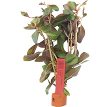 Ludwigia repens vodní rostlina v květináči