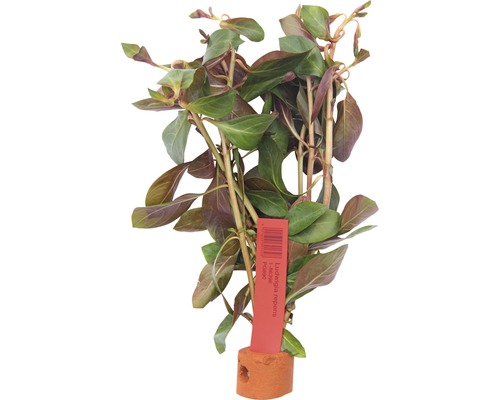 Zakucelka plazivá Ludwigia repens Ludwigia repens vodní rostlina v květináči