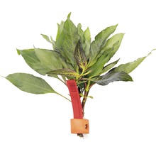 Vodní rostlina se zelenými listy, Hygrophila corymbosa