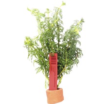 Limnophila sessiliflora vodní rostlina v hliněném květináči