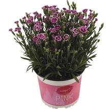 Karafiát ''Pink Kisses'' v květináči