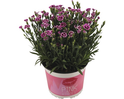 Hvozdík, karafiát FloraSelf Dianthus caryophyllus 'Pink Kisses' květináč Ø 17 cm