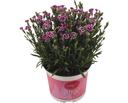 Hvozdík, karafiát FloraSelf Dianthus caryophyllus 'Pink Kisses' květináč Ø 17 cm Karafiát ''Pink Kisses'' v květináči