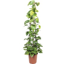 Šplhavnice pyramida FloraSelf Epipremnum pinnatum 'Aureum' výška 150-160 cm květináč Ø 35 cm