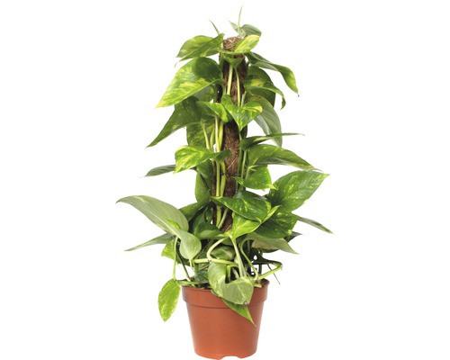 Šplhavnice žlutě panašovaná FloraSelf Scindapsus aureum 50-60 cm květináč Ø 15 cm