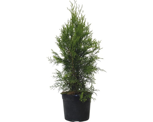 Hornbach Tuje (živé ploty, dorůstá výšky, Pěstování kultivaru, Výhody kultivaru) Hornbach Tuje