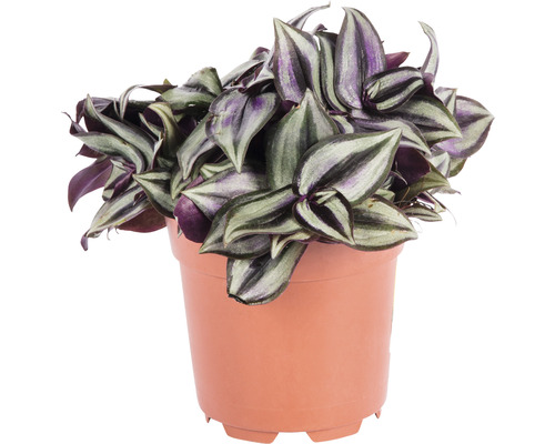Zebra tradescantia v květináči