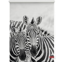 Roleta propouštějící denní světlo 45x150cm Zebra
