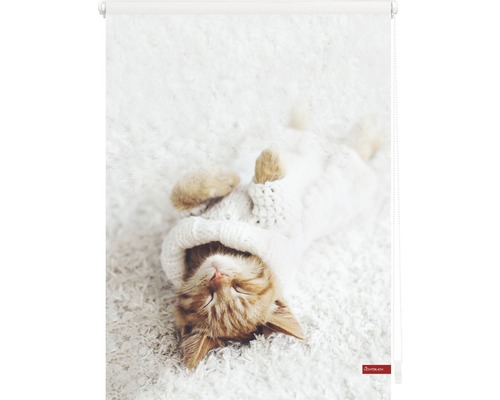 Roleta s motivem spícího kotěte s čepicí