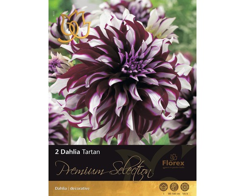 Jiřiny Florex Premium Selection Dahlia 'Tartan' fialovo-bílé 2 ks