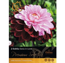 Balení dvou okrasných jiřin Daria in Love