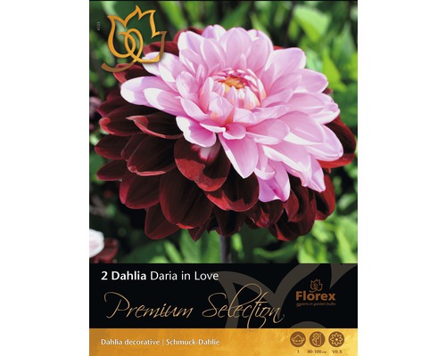 Jiřiny Florex Premium Selection Dahlia 'Daria in Love' fialovo-růžové 2 ks