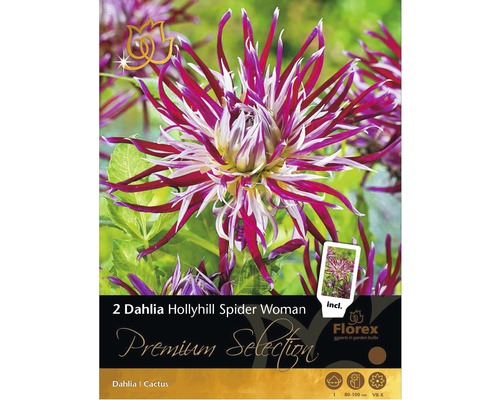 Jiřiny Florex Premium Selection Dahlia 'Holly Hill Spider Woman' červeno-fialové 2 ks