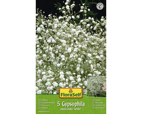 Gypsophyla FloraSelf® bílá 5 ks